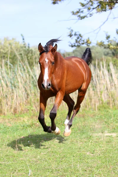 Arabian επιβήτορα καλπασμός διασχίζει καλοκαίρι Λιβάδι — Φωτογραφία Αρχείου