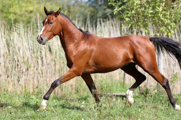 Beautiful young arabian stallion galloping on pasture summertime — Stock Photo, Image