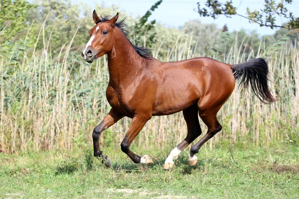 L "étalon arabe galope à travers la prairie d" été — Photo