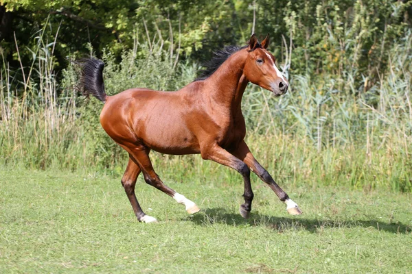 Arabische RAS paard galopperen op de weide tegen groene riet — Stockfoto