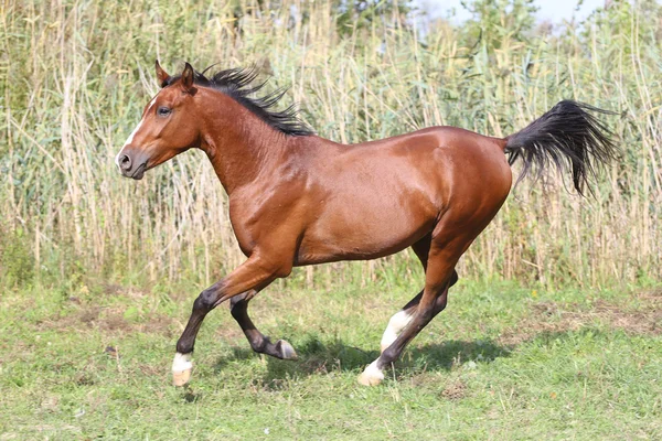 Vackra arabian stallion galopperande på fäbod — Stockfoto