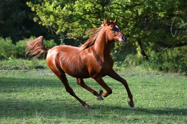 Arabian stallion runs gallop across summer meadow — Stock Photo, Image