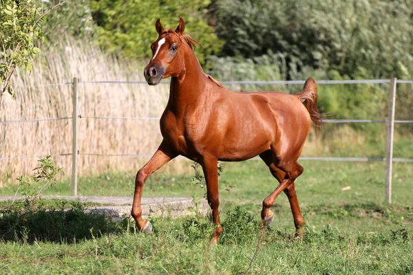 Semental árabe corre galope a través del prado de verano — Foto de Stock