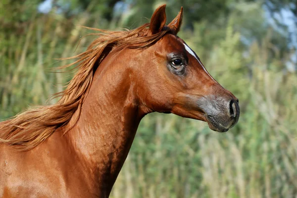 Kant weergave portret van een galopperende jonge Arabische hengst op pas — Stockfoto