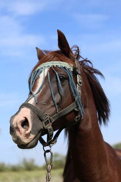 Bay färgade arabian mare tittar på sommaren corral — Stockfoto