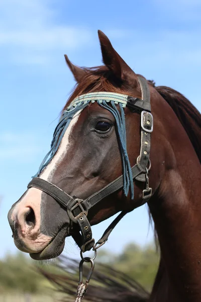 Bellissimo cavallo arabo che si guarda intorno sul recinto estivo — Foto Stock