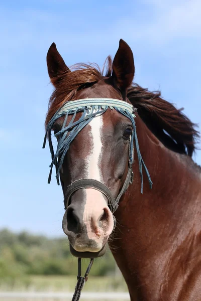 若い純血アラブ馬の頭飾りの極端なクローズ アップ — ストック写真