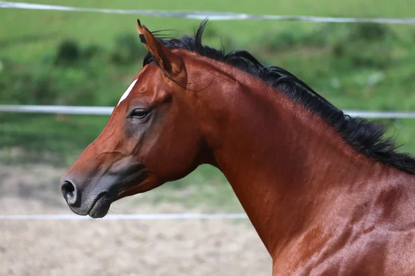 Side view shot of a galloping young arabian  horse on pasture — Stock Photo, Image