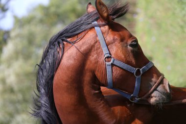 Güzel bir Arap aygırı çiftliğinde kafa vurdu