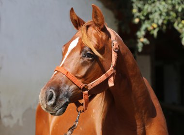 Beyaz duvar karşı güzel bir Arap atı başkanı