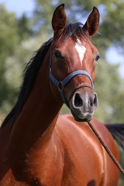 Cabeza de un hermoso caballo árabe con arneses — Foto de Stock