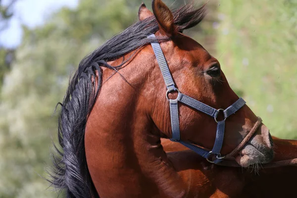 Head shot of a beautiful arabian stallion at farm — Stock Photo, Image