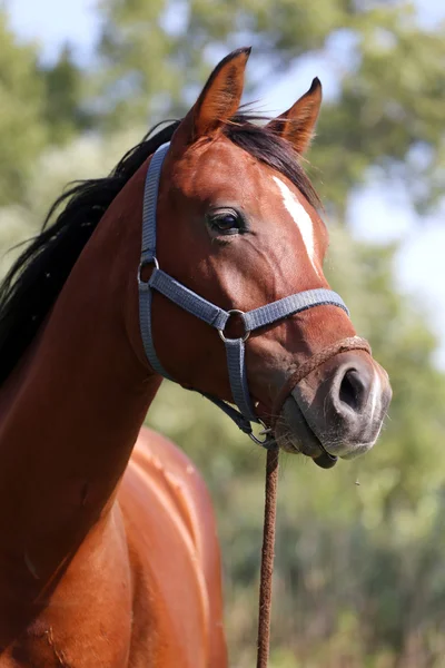 Portrait latéral du cheval arabe dans votre corral — Photo