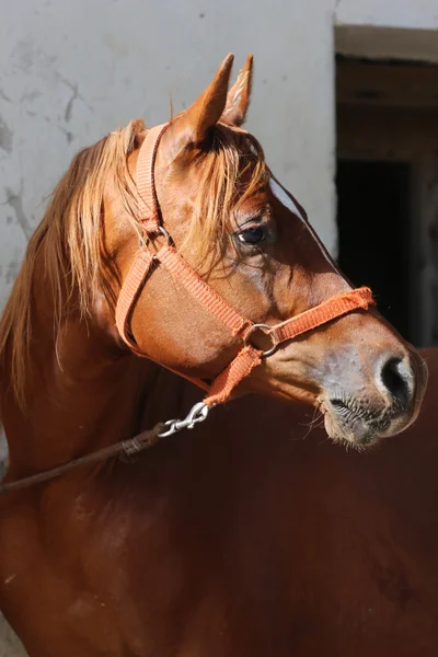 納屋にクローズ アップ美しいアラビアの馬の頭 — ストック写真