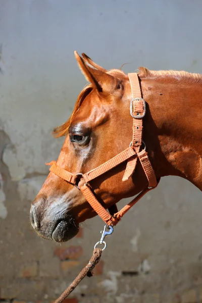 Portrait de beau cheval arabe contre mur blanc — Photo