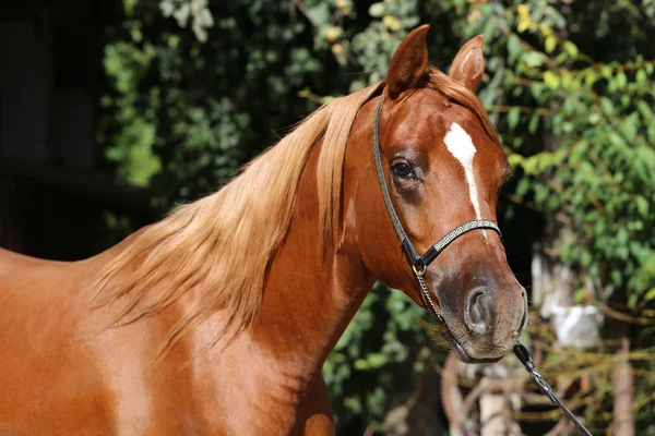 Primer plano hermosa cabeza de caballo árabe sobre fondo natural —  Fotos de Stock