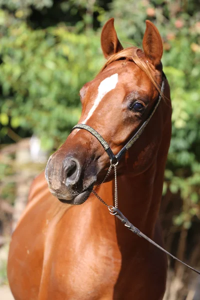 Primer plano hermosa cabeza de caballo árabe sobre fondo natural — Foto de Stock