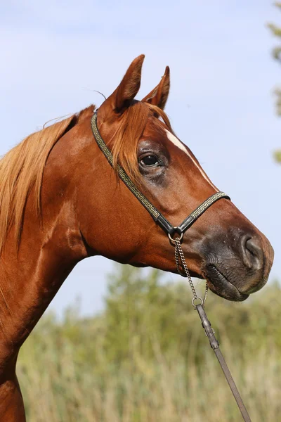 Kopfschuss eines wunderschönen arabischen Hengstes — Stockfoto