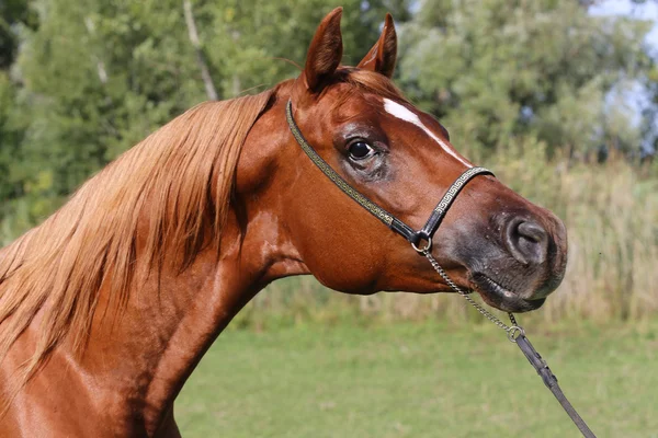 Nice arabian stallion head with decorative show halter — Stock Photo, Image