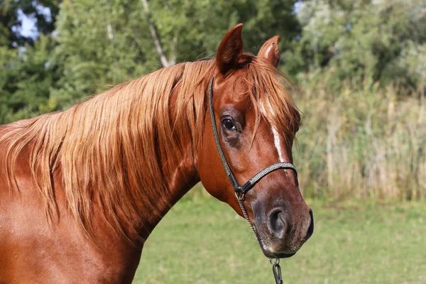 Head shot of a beautiful curious arabian stallion — Stock Photo, Image