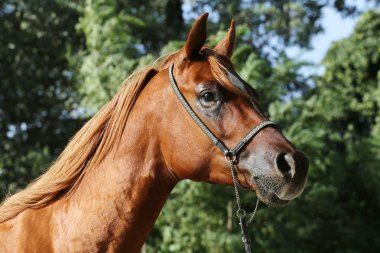 Yakın çekim güzel Arap atı baş doğal zemin üzerine