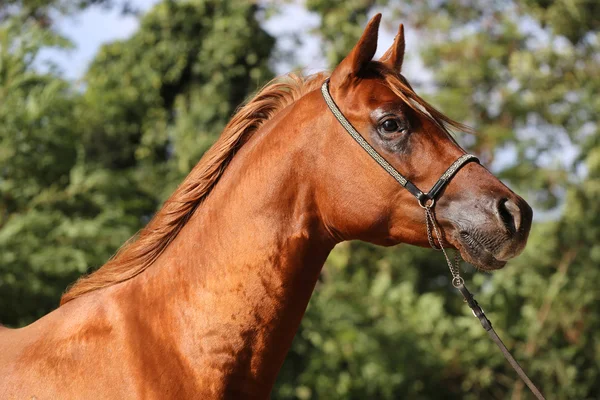 Hoofd geschoten van een mooie Arabische hengst op boerderij — Stockfoto