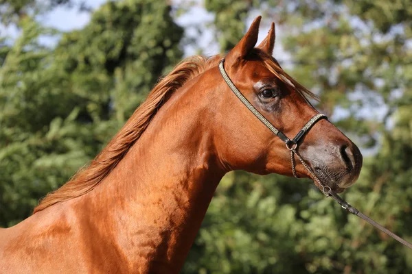 Close-up mooie Arabische paard hoofd op natuurlijke achtergrond — Stockfoto