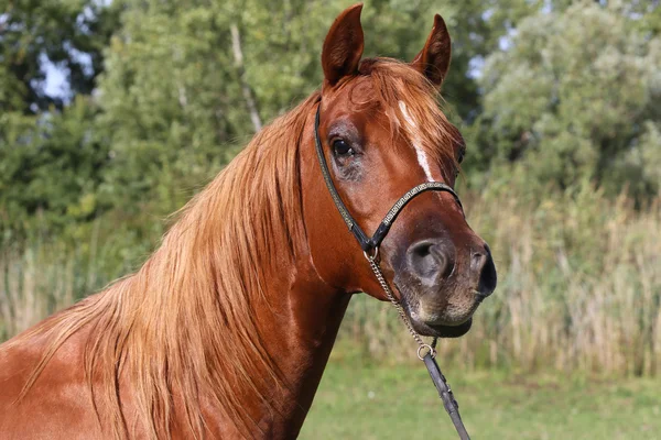 Portrait d'une belle tête de cheval arabe sur fond naturel — Photo