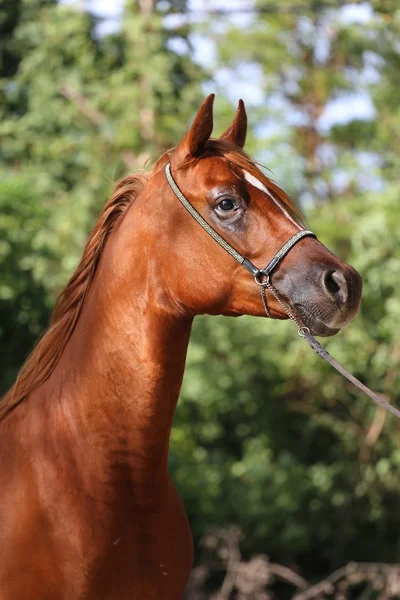 自然の背景にクローズ アップ美しいアラビアの馬の頭 — ストック写真