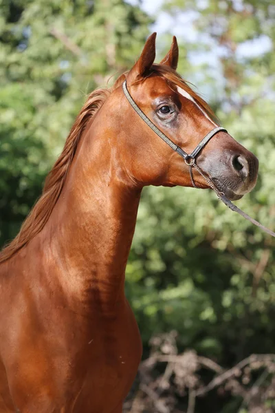 Portrait of arabian horse in the corral — Stock Photo, Image