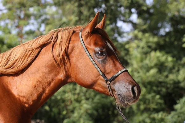 サラブレッド アラブ種牡馬のクローズ アップ — ストック写真