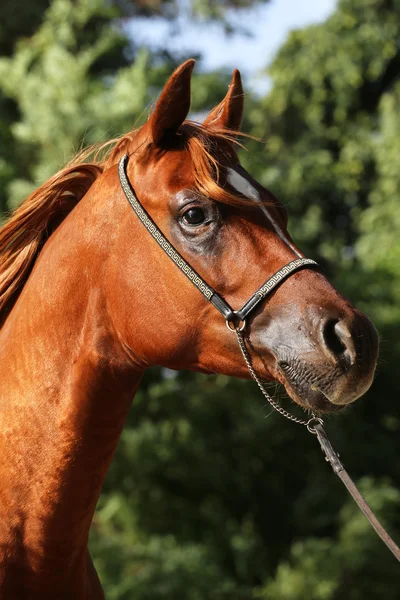 Retrato vista lateral de hermoso caballo árabe en corral de verano — Foto de Stock