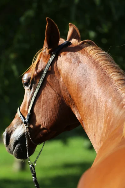 Renavla arabian stallion porträtt — Stockfoto