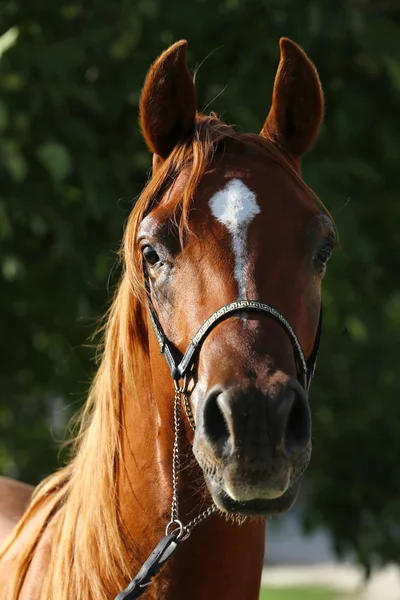 Unga renrasig arabian stallion på bete — Stockfoto