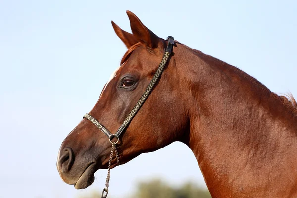 Head shot of a beautiful curious arabian stallion — Stock Photo, Image