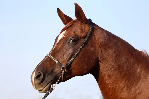 若い純血アラブ種牡馬のサイド ビュー肖像画 — ストック写真