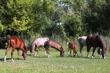 Mares ve birlikte at çiftliğinde mera üzerinde otlatma foals