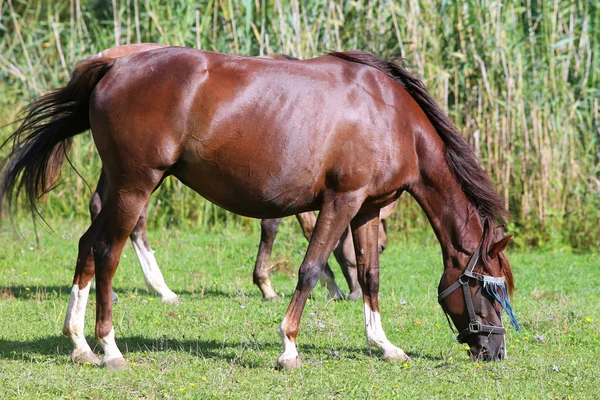 Cavalo árabe pacífico pastando grama verde fresca — Fotografia de Stock