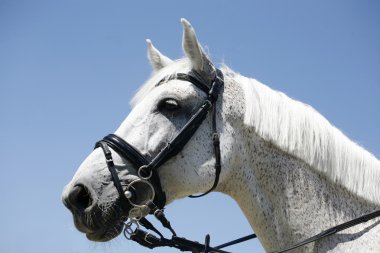 Bir safkan gelding portresi