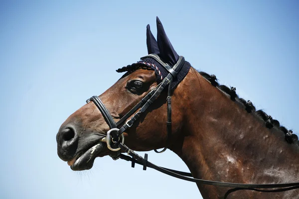 Cabeza de caballo de doma deportivo — Foto de Stock