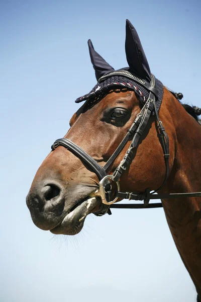 Foto de cabeza de un caballo de carreras sobre fondo azul del cielo —  Fotos de Stock