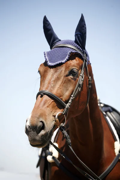 Retrato de cavalo esporte durante a competição com belas armadilhas — Fotografia de Stock