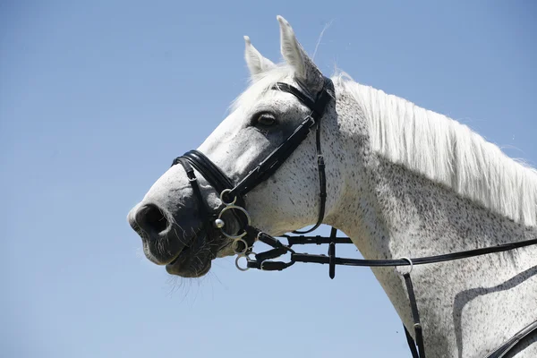 Vista laterale colpo di testa di un cavallo grigio di razza pura — Foto Stock