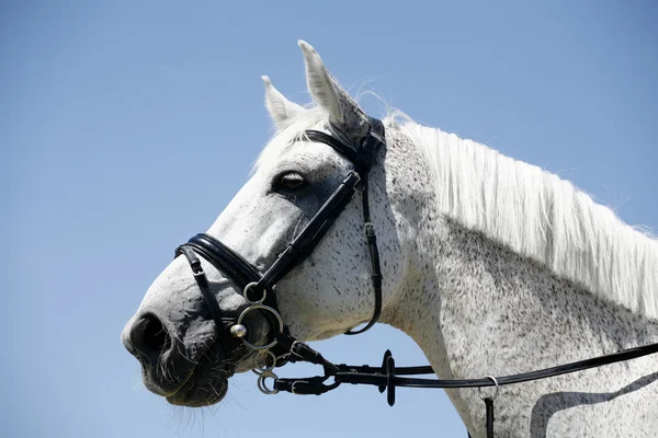 Porträtt av ett fullblod racing häst — Stockfoto
