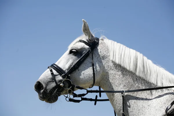 Cinza colorido cavalo esporte retrato durante a competição — Fotografia de Stock