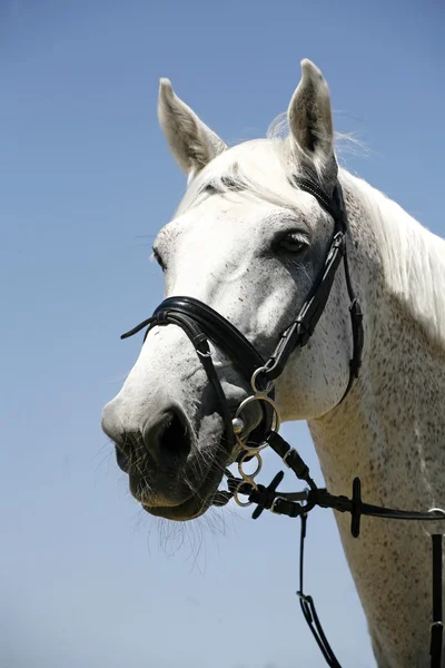 Головний постріл спортивного сірого сідла коня — стокове фото