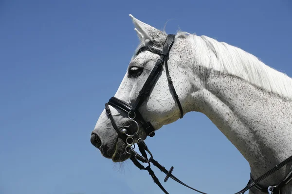 Retrato de un caballo deportivo gris sobre fondo azul del cielo — Foto de Stock