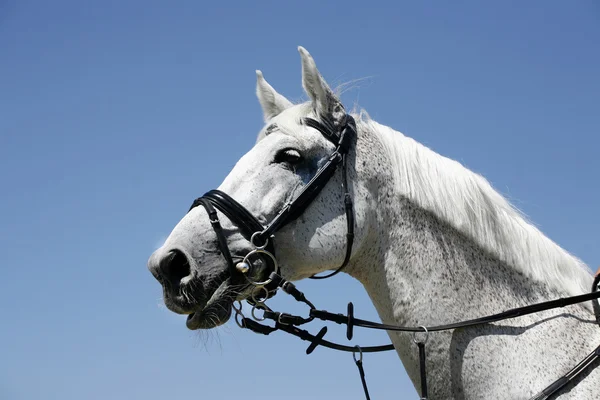 Retrato de un hermoso caballo gris durante el trabajo contra el cielo azul — Foto de Stock