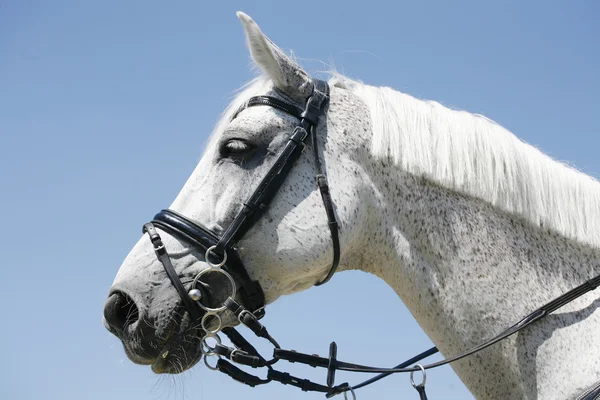 Cabeza de un caballo de carreras deportivo — Foto de Stock