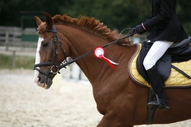 Terbiye at Canter'i kazanan kurdele ile